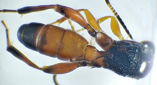 Réf. 311 092 : Apaeleticus sp.